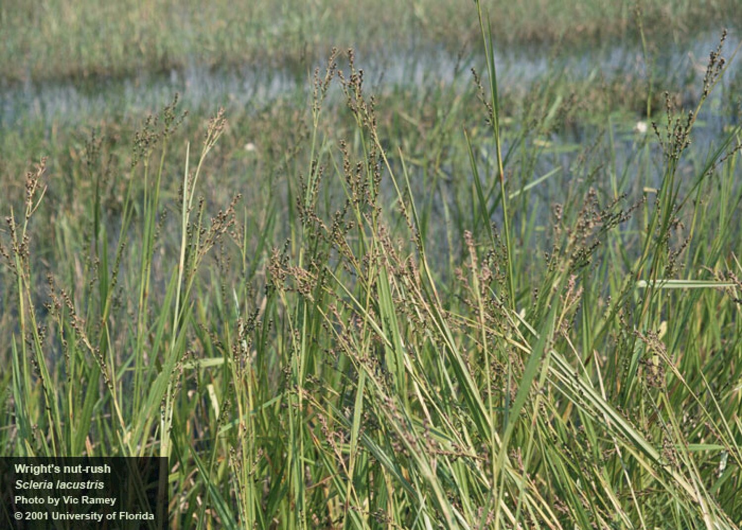 Wright's nutrush is an invasive species. Seeds are often spread by airboats.